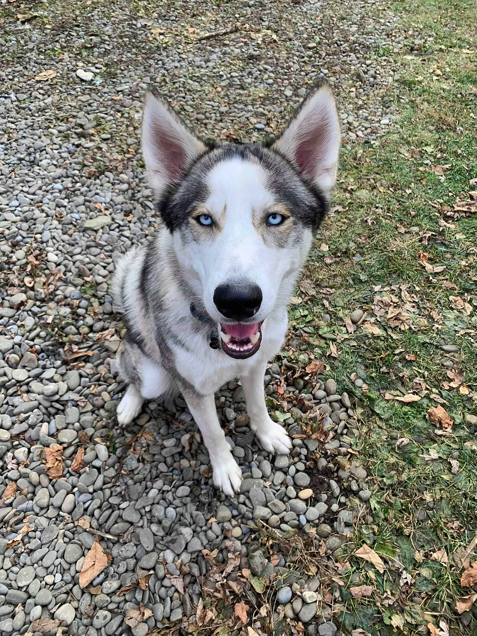 Björn is registered to the contest to win money with this photo: canadian_eskimo_dog, canidae, carnivore, czechoslovakian_wolfdog, dog, dog_breed, east_siberian_laika, mammal, native_american_indian_dog, northern_inuit_dog, rare_breed_dog, saarloos_wolfdog, sakhalin_husky, seppala_siberian_sleddog, siberian_husky, sled_dog, tamaskan_dog, vertebrate, west_siberian_laika, wolfdog