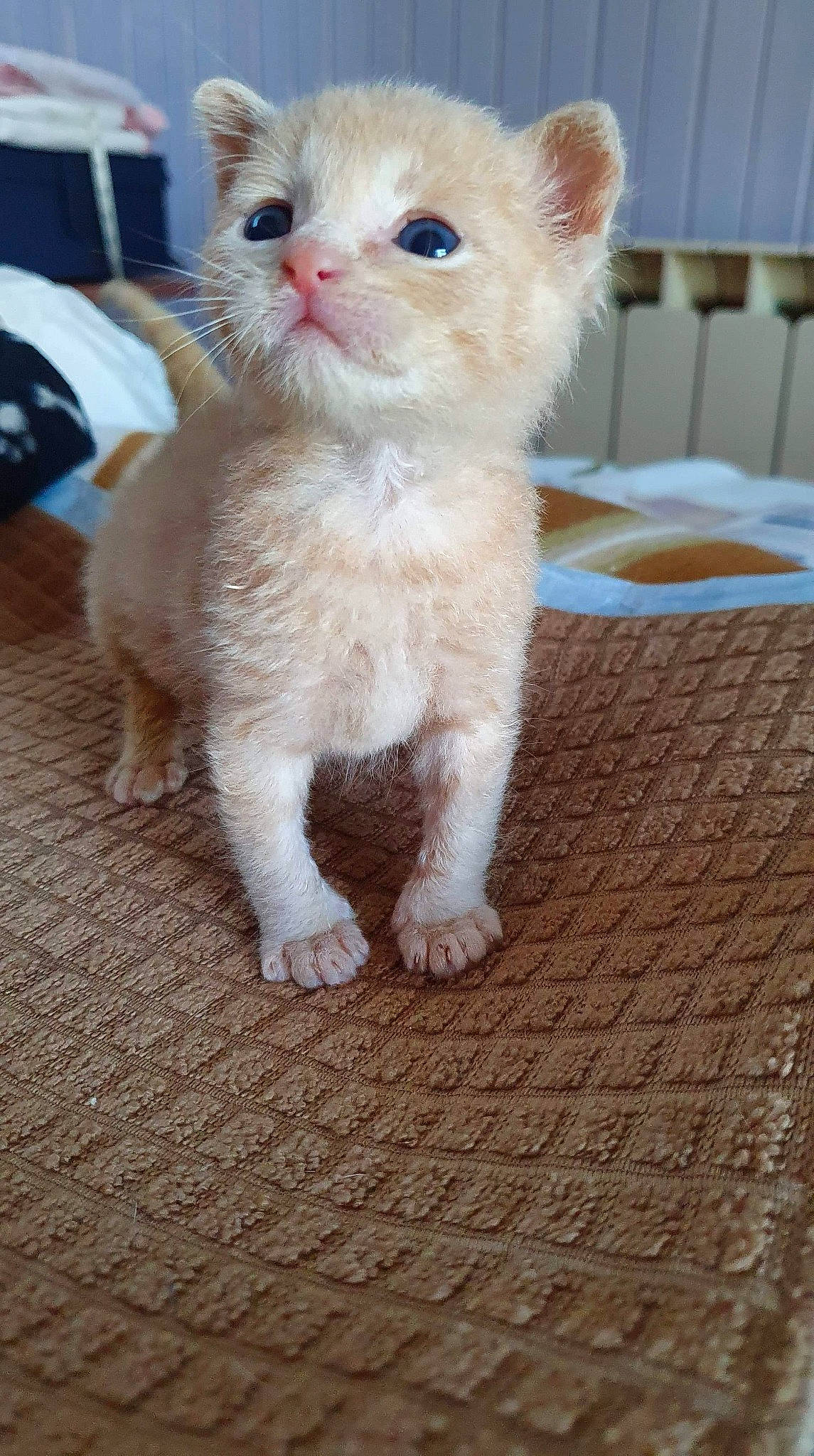Coco