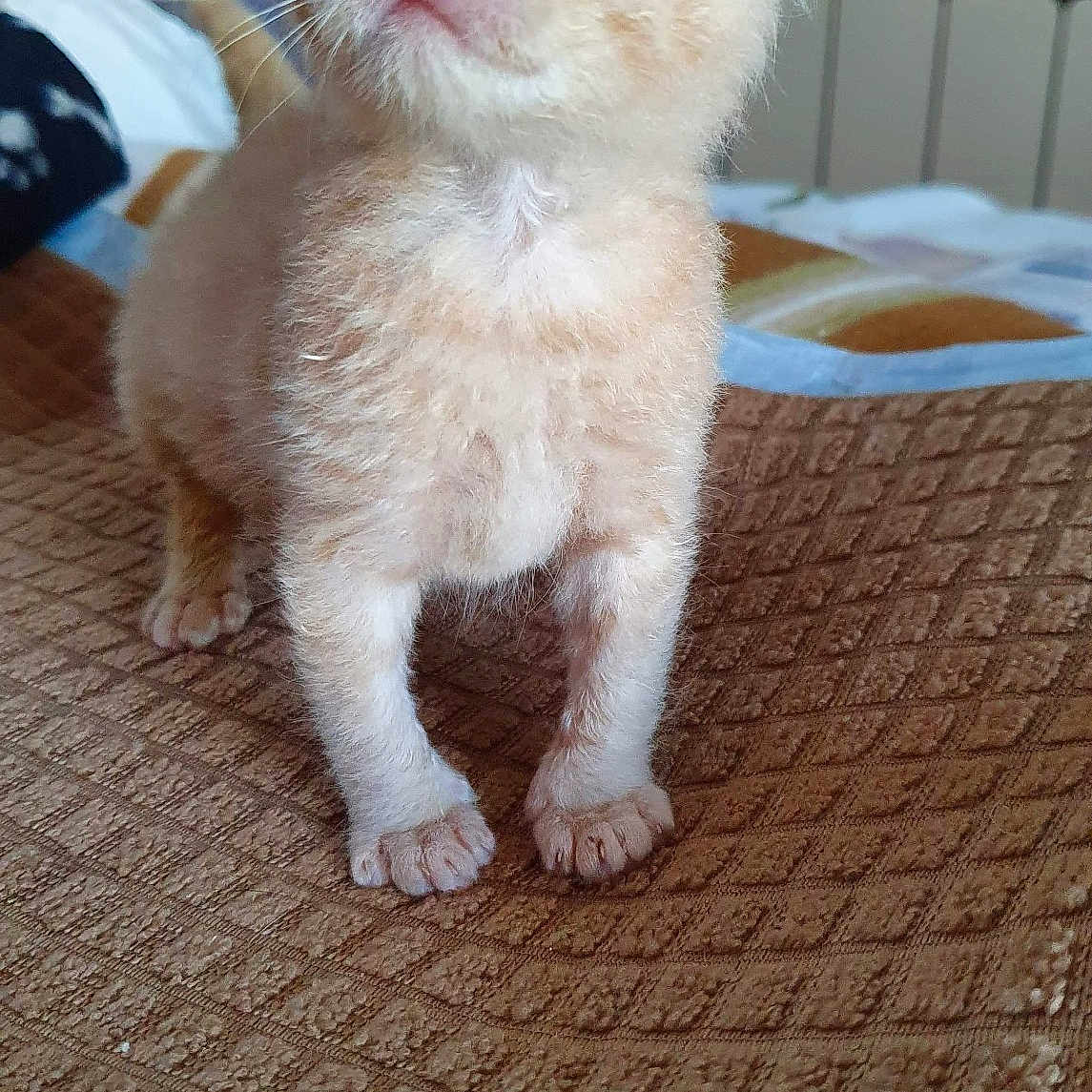 Coco