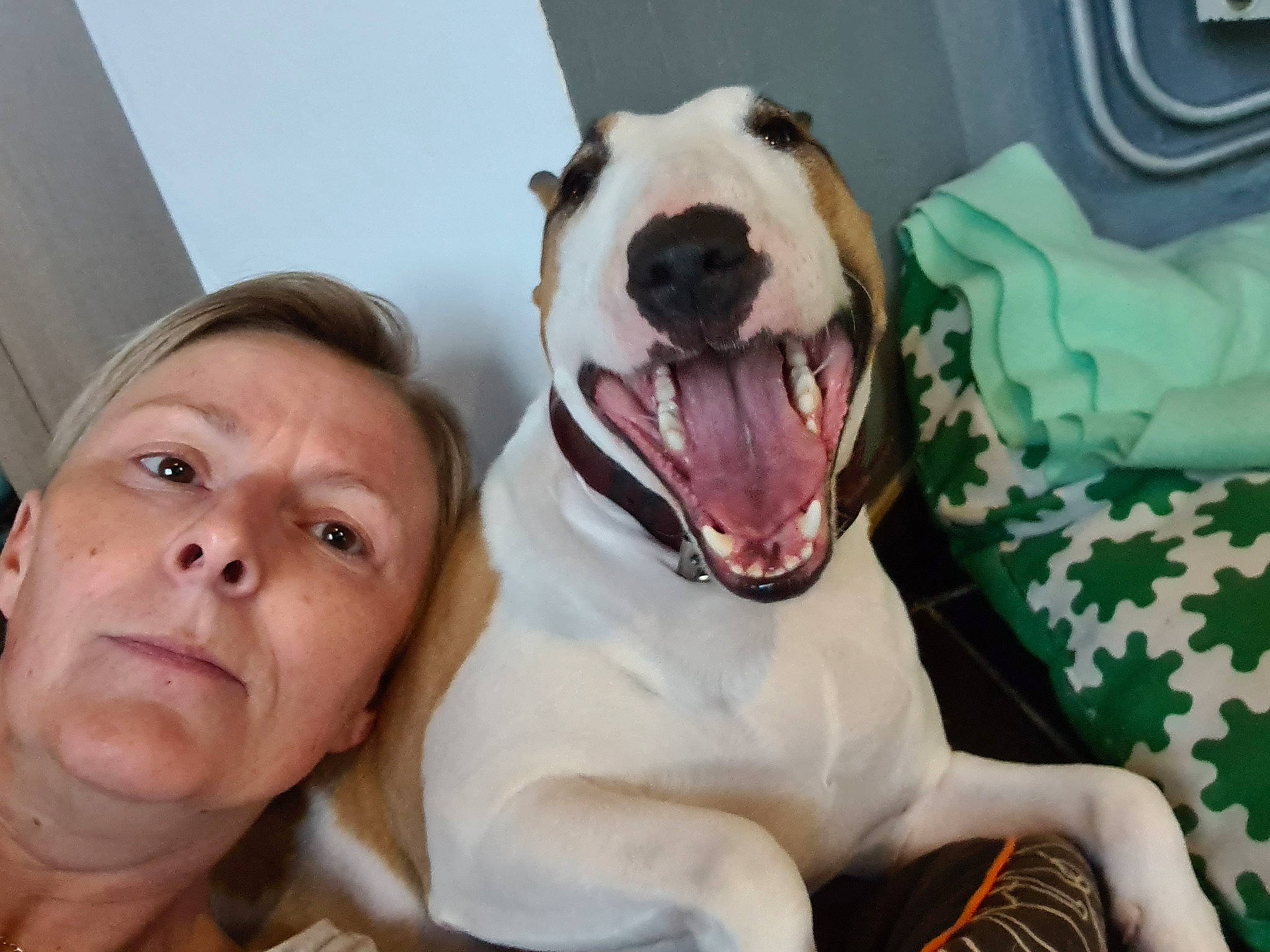Punky participe au concours pour gagner de l'argent avec cette photo : american_bulldog, american_pit_bull_terrier, bull_terrier_miniature, bulldog, canidae, carnivore, companion_dog, dog, dog_breed, facial_expression, head, jaw, mouth, non_sporting_group, nose, olde_english_bulldogge, pit_bull, puppy_love, selfie, snout