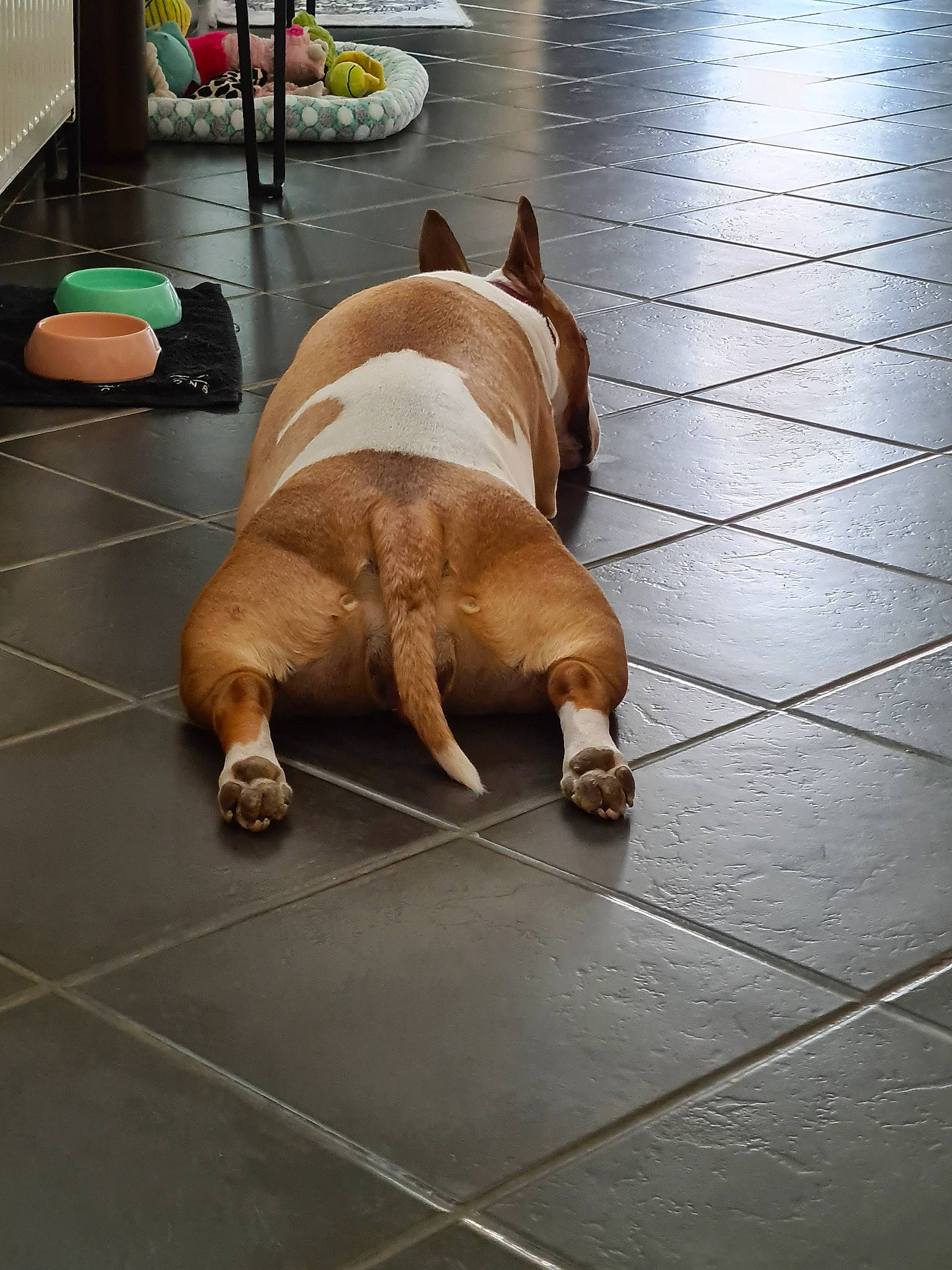 Punky a rejoint le concours — aidez-le/la à gagner de superbes lots ! canidae, carnivore, companion_dog, dog, dog_breed, fawn, floor, flooring, snout, sporting_group, tile