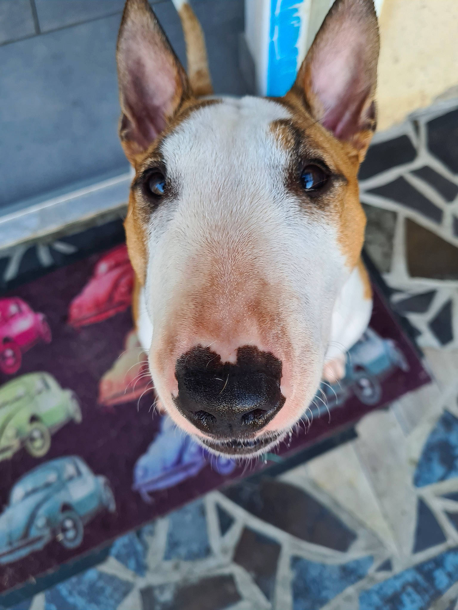 Punky participe au concours pour gagner de l'argent avec cette photo : bull_and_terrier, bull_terrier, bull_terrier_miniature, canidae, carnivore, dog, dog_breed, ear, english_white_terrier, fawn, head, mammal, non_sporting_group, nose, old_english_terrier, rare_breed_dog, snout, terrier, vertebrate, whiskers