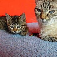 Boule participe au concours pour gagner de l'argent avec cette photo :