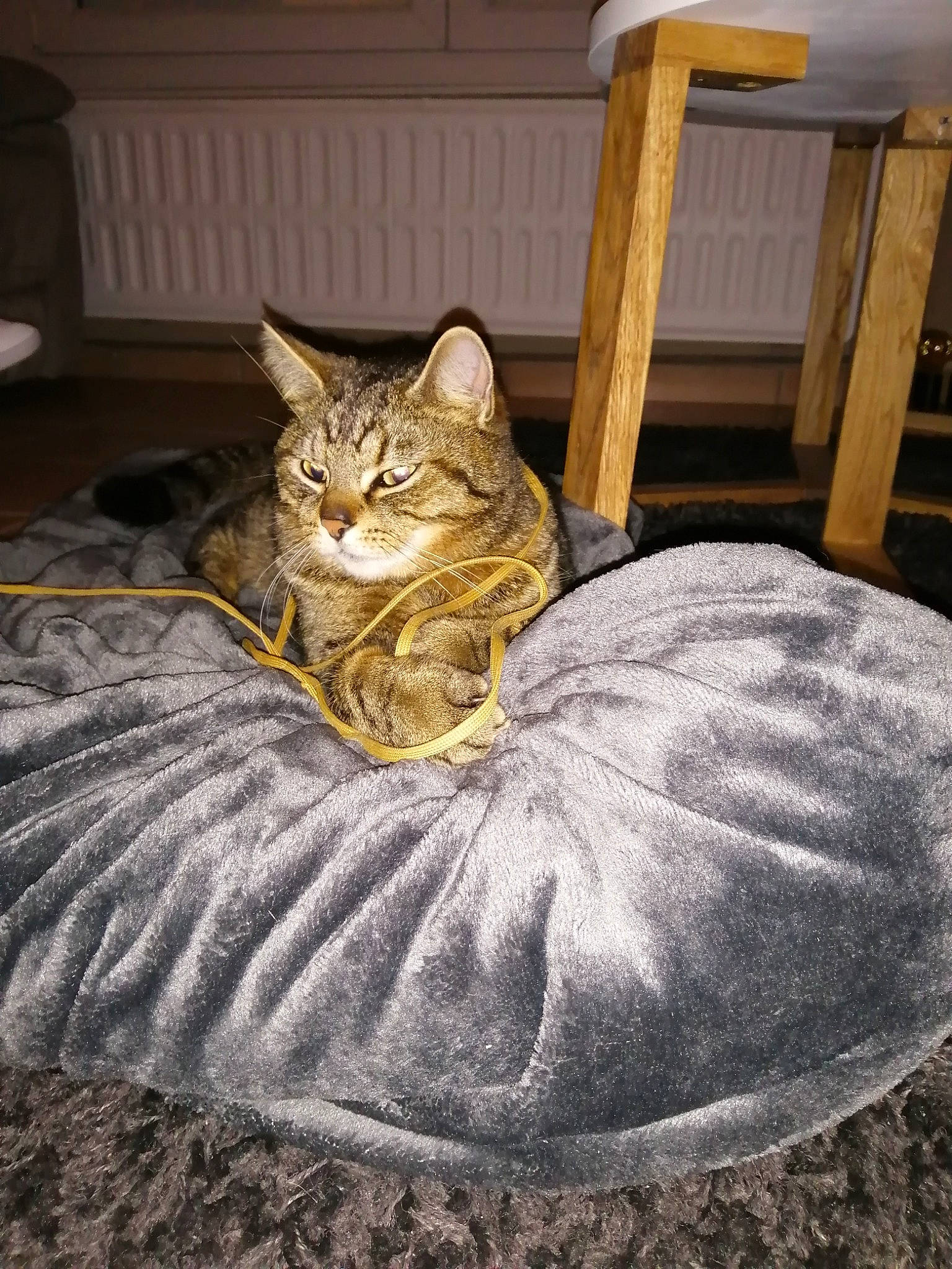 Pooky a rejoint le concours — aidez-le/la à gagner de superbes lots ! bean_bag, brown, carnivore, cat, comfort, couch, domestic_short_haired_cat, fawn, felidae, fur, grey, hardwood, houseplant, room, sitting, small_to_medium_sized_cats, tail, tree, whiskers, wood