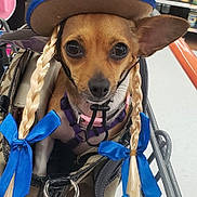 Missy joined the competition — help win amazing prizes! accessories, animal, blue_ribbons, braids, brown_dog, canine, costume, cute, dog, fashion, handbag, hat, indoor, pet, pet_accessory, retail, shopping, shopping_cart, small_dog, store_shelves