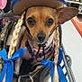 accessories, animal, blue_ribbons, braids, brown_dog, canine, costume, cute, dog, fashion, handbag, hat, indoor, pet, pet_accessory, retail, shopping, shopping_cart, small_dog, store_shelves