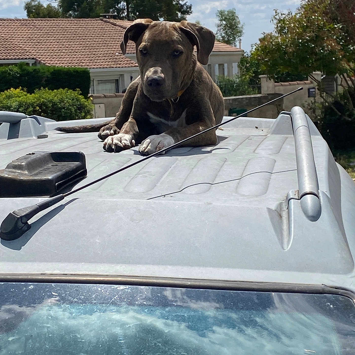 Bella a rejoint le concours — aidez-le/la à gagner de superbes lots ! animal, antenna, canine, clouds, daytime, dog, house, nature, outdoor, pet, quiet, relaxed, residential, resting, roof, sky, suburban, sunlight, trees, vehicle