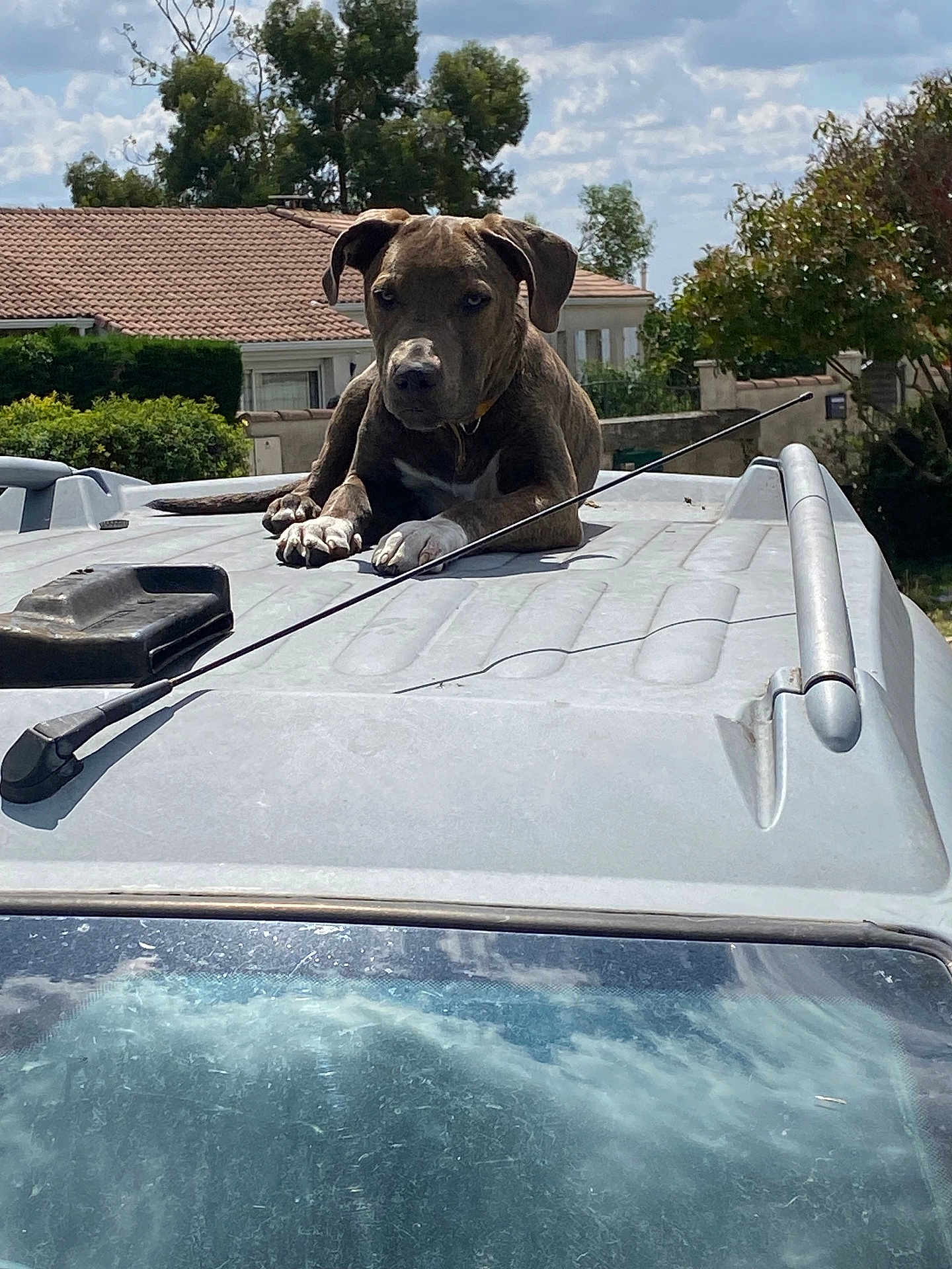 Bella a rejoint le concours — aidez-le/la à gagner de superbes lots ! dog, vehicle, roof, outdoor, daytime, clouds, sky, trees, residential, house, antenna, animal, pet, canine, resting, sunlight, nature, quiet, suburban, relaxed