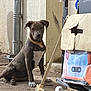 dog, brown_dog, yellow_collar, broom, cardboard_box, concrete_floor, pipe, outdoor, sitting, pet, animal, furniture, shadow, wall, clutter, floor, container, plastic, cord, household