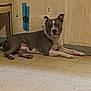 dog, indoor, floor, tile, resting, gray, white, wall, chair, canine, pet, calm, animal, domestic, laying, ears, snout, paw, quiet, room