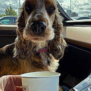 Honey is registered to the contest to win money with this photo: dog, close_up, car_interior, paper_cup, hand, collar, window, cloudy_sky, parked_cars, brown_fur, long_ears, pet, domestic_animal, looking, curious, daylight, vehicle_dashboard, human_hand, nail_polish, indoor