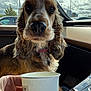 dog, close_up, car_interior, paper_cup, hand, collar, window, cloudy_sky, parked_cars, brown_fur, long_ears, pet, domestic_animal, looking, curious, daylight, vehicle_dashboard, human_hand, nail_polish, indoor
