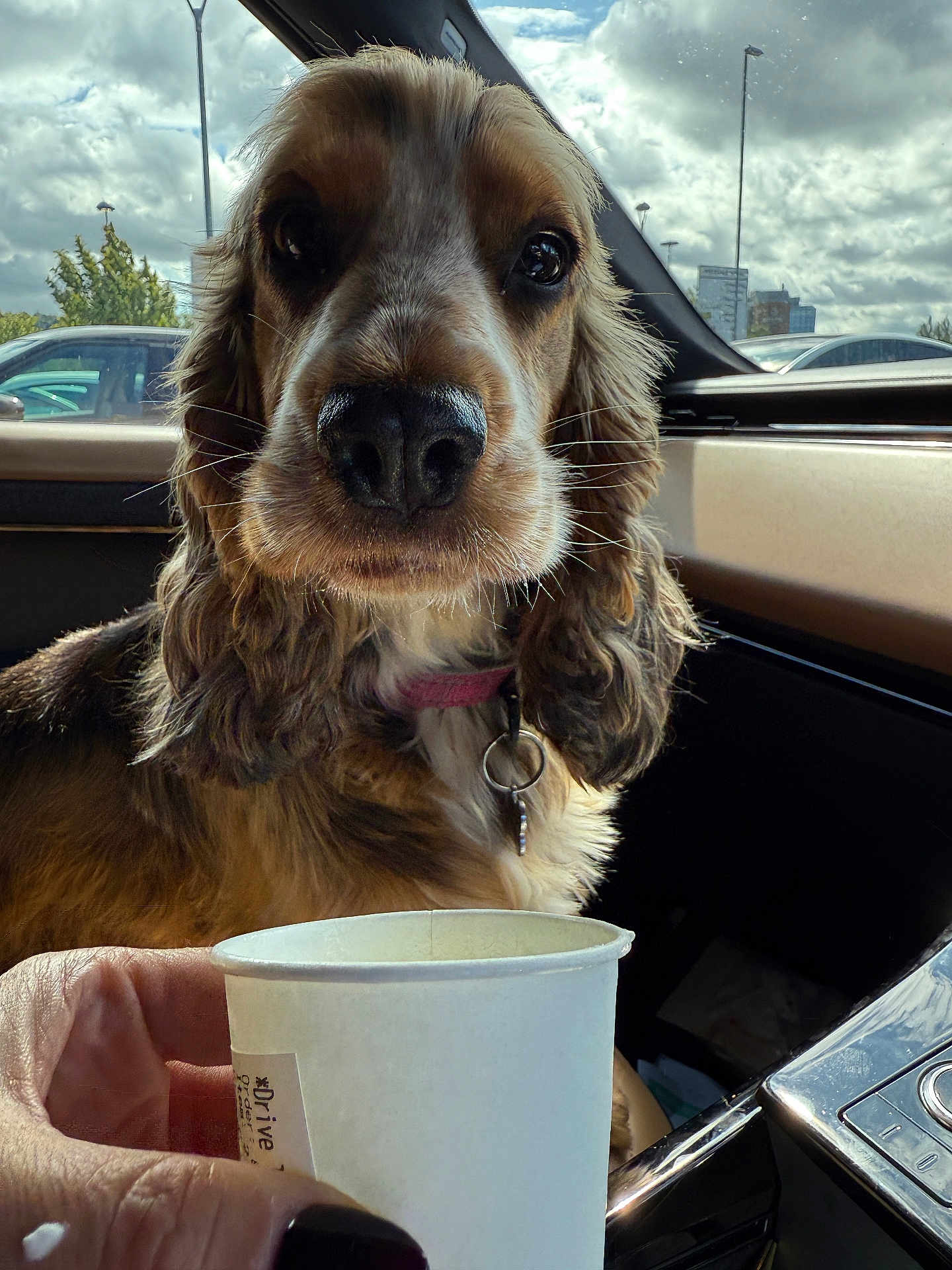Honey is registered to the contest to win money with this photo: dog, close_up, car_interior, paper_cup, hand, collar, window, cloudy_sky, parked_cars, brown_fur, long_ears, pet, domestic_animal, looking, curious, daylight, vehicle_dashboard, human_hand, nail_polish, indoor