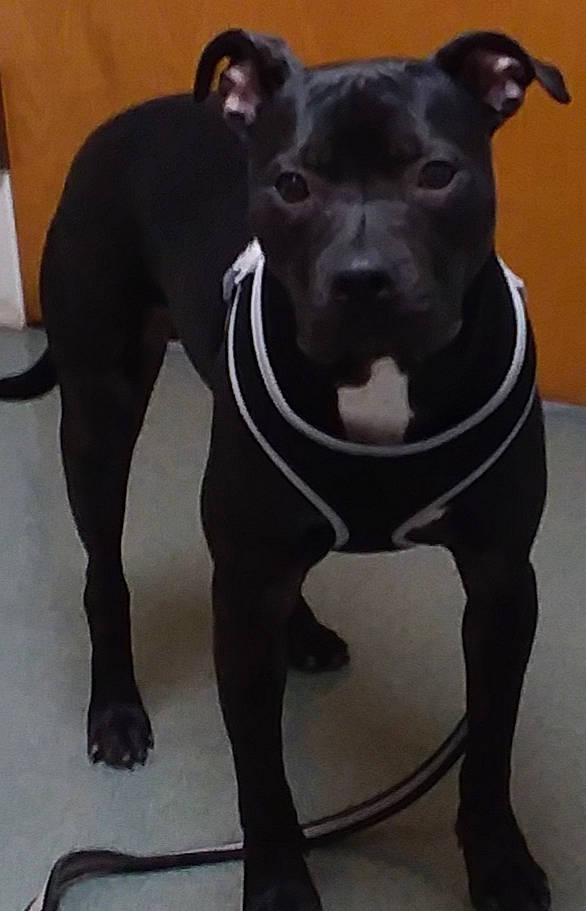 Banks is registered to the contest to win money with this photo: american_pit_bull_terrier, american_staffordshire_terrier, bull_and_terrier, canidae, canis_panther, carnivore, companion_dog, dog, dog_breed, fawn, mammal, non_sporting_group, pit_bull, rare_breed_dog, snout, sporting_group, staffordshire_bull_terrier, terrier, vertebrate