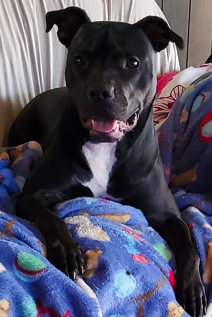 Banks joined the competition — help win amazing prizes! american_pit_bull_terrier, american_staffordshire_terrier, canidae, carnivore, dog, dog_breed, fawn, mammal, molosser, non_sporting_group, pit_bull, snout, sporting_group, staffordshire_bull_terrier, terrier, vertebrate