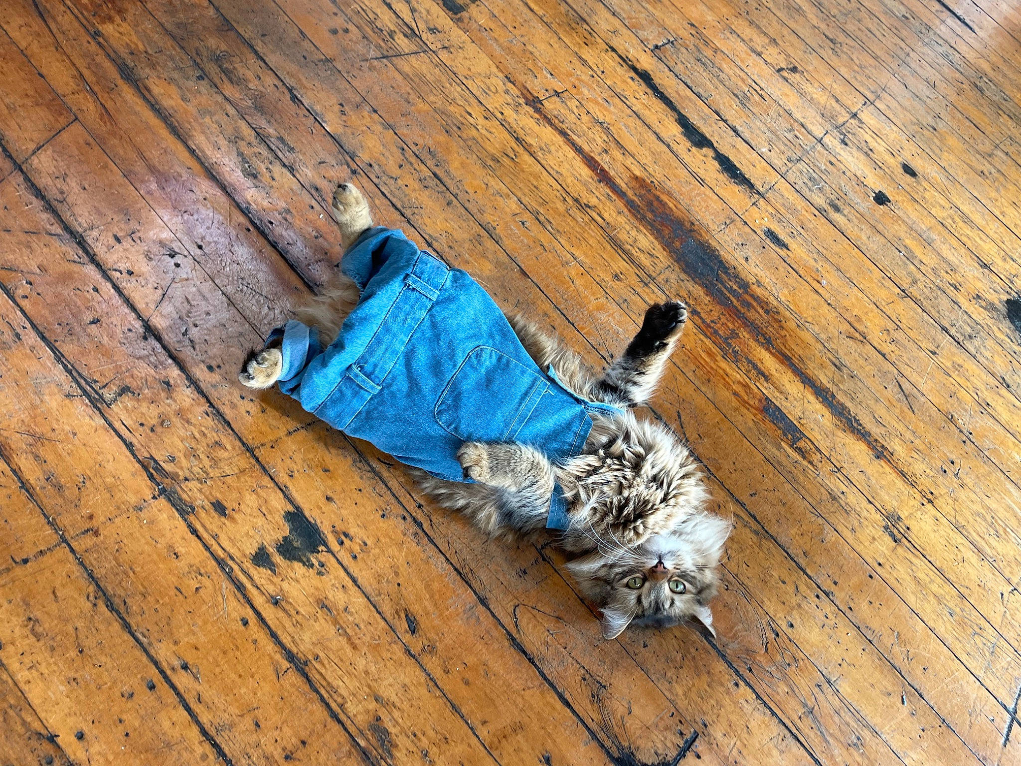 Franklin is registered to the contest to win money with this photo: denim, electric_blue, floor, flooring, fun, grass, hardwood, human_leg, laminate_flooring, pattern, plank, plywood, shadow, sitting, soil, tints_and_shades, varnish, wood, wood_flooring, wood_stain