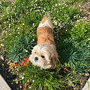 Tyana a rejoint le concours — aidez-le/la à gagner de superbes lots ! dog, small_dog, fluffy, garden, flowers, daisies, greenery, sunlight, outdoor, plants, sidewalk, curious, pet, nature, grass, daylight, shrub, cute, animal, fur