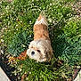 dog, small_dog, fluffy, garden, flowers, daisies, greenery, sunlight, outdoor, plants, sidewalk, curious, pet, nature, grass, daylight, shrub, cute, animal, fur