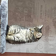 Minouchette a rejoint le concours — aidez-le/la à gagner de superbes lots ! artwork, drawing, felidae, fur, illustration, painting, paper, paper_product, rectangle, silver, terrestrial_animal, whiskers