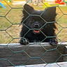 dog, black_dog, pet, fence, wire_mesh, outdoor, grass, yard, animal, cute, happy, small_dog, tongue_out, wood, playful, ears, face, fur, daylight, nature