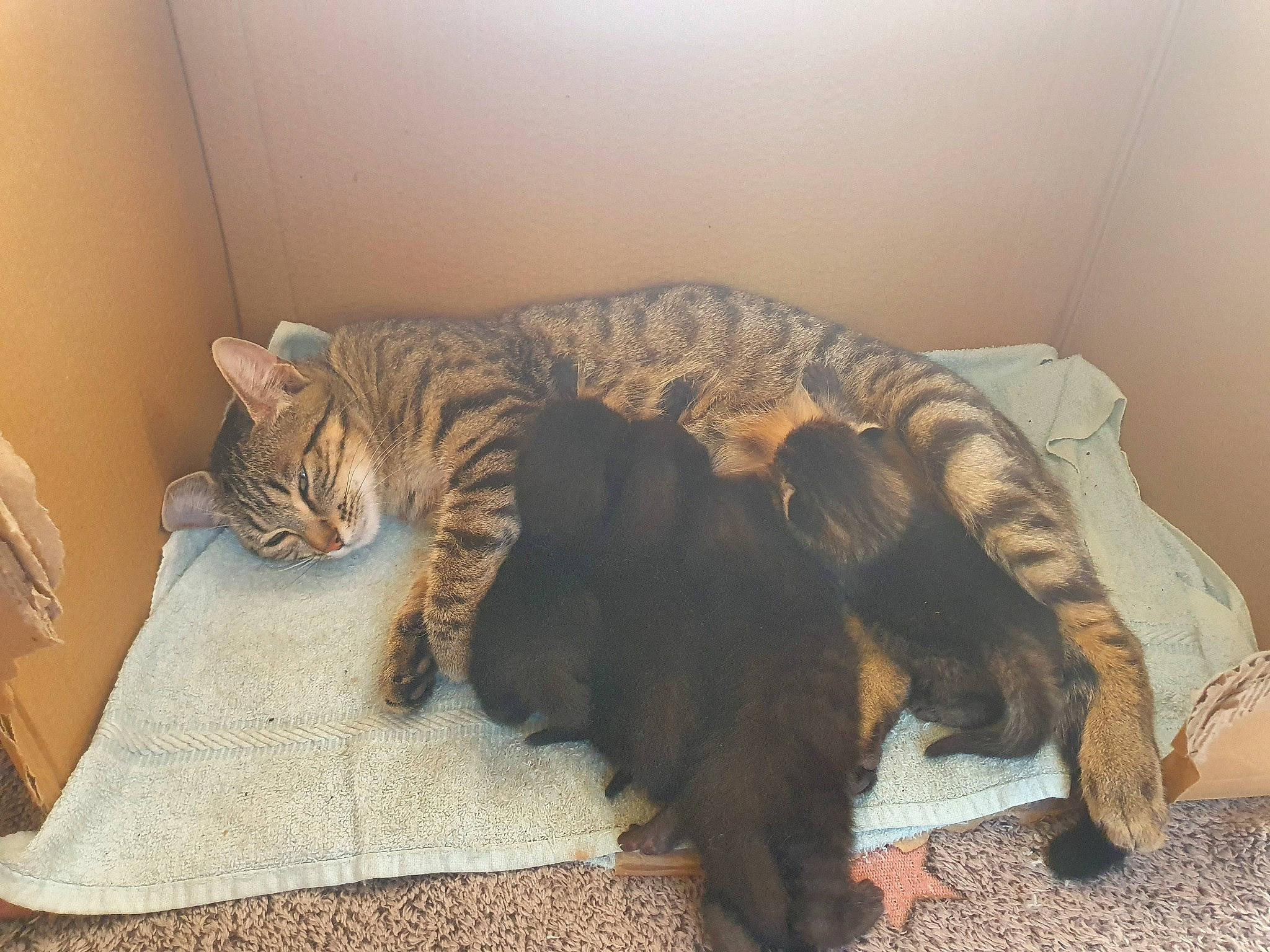 Mimi participe au concours pour gagner de l'argent avec cette photo : bengal, canidae, carnivore, cat, comfort, european_shorthair, fawn, felidae, fur, kitten, mammal, nap, paw, sleep, small_to_medium_sized_cats, sporting_group, tabby_cat, whiskers