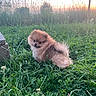 dog, puppy, pomeranian, grass, field, sunset, outdoor, pet, fluffy, cute, animal, nature, greenery, fence, small_dog, young_dog, adorable, fur, canine, landscape