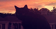 Binx is registered to the contest to win money with this photo: animal, balcony, building, cat, colorful_sky, dark, evening, nature, outdoor, peaceful, pet, quiet, railing, residential_area, shadow, silhouette, sky, sunset, tree, twilight