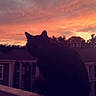 Binx is registered to the contest to win money with this photo: cat, silhouette, sunset, sky, outdoor, railing, building, tree, evening, nature, animal, pet, dark, colorful_sky, quiet, peaceful, shadow, twilight, balcony, residential_area