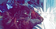 Binx is registered to the contest to win money with this photo: cat, black_cat, window, sunlight, blanket, curtains, indoor, resting, cozy, feline, pet, sleepy, soft, fur, relaxing, daylight, home, domestic_animal, comfort, shadow