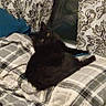 Binx joined the competition — help win amazing prizes! black_cat, cat, yellow_eyes, plaid_blanket, blanket, window, curtains, patterned_curtains, indoor, cozy, pet, feline, fur, animal, resting, looking, soft_lighting, home, domestic