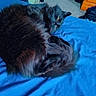cat, black_cat, bed, blue_bedspread, furniture, laundry_basket, clothes, carpet, room, indoor, sleepy, curled_up, pet, fur, tail, cozy, relaxed, domestic, eyes, resting