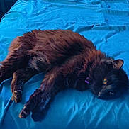Binx is registered to the contest to win money with this photo: cat, black_cat, bed, blue_bedspread, pillow, indoor, furniture, carpet, nightstand, relaxing, sleepy, pet, animal, fur, cozy, home, resting, domestic, cute, lying_down