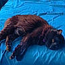 cat, black_cat, bed, blue_bedspread, pillow, indoor, furniture, carpet, nightstand, relaxing, sleepy, pet, animal, fur, cozy, home, resting, domestic, cute, lying_down
