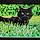 Binx
