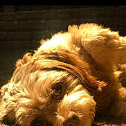 Riley joined the competition — help win amazing prizes! animal, brown, canine, carpet, close_up, companion, cozy, cute, dog, face, fluffy, fur, home, indoors, lying_down, pet, portrait, relaxed, soft, sunlight