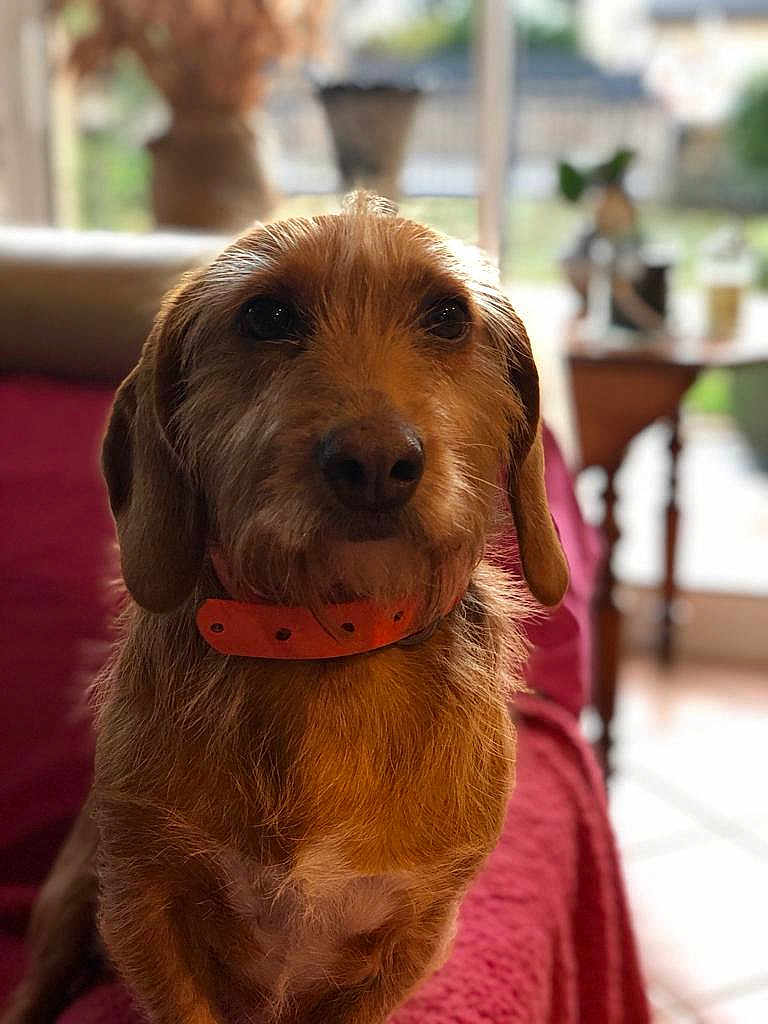 Belle