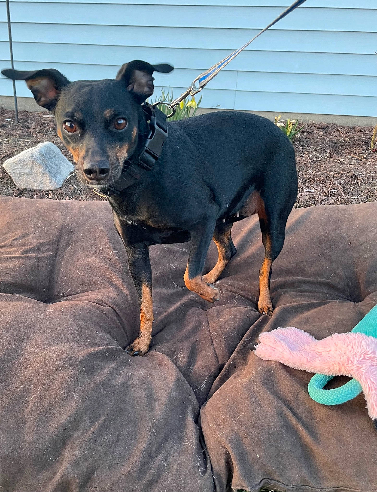 Jasmine joined the competition — help win amazing prizes! canidae, carnivore, collar, comfort, companion_dog, dog, dog_breed, dog_collar, dog_supply, fawn, guard_dog, hunting_dog, pinscher, prazsky_krysarik, snout, sporting_group, toy_dog, working_animal, working_dog