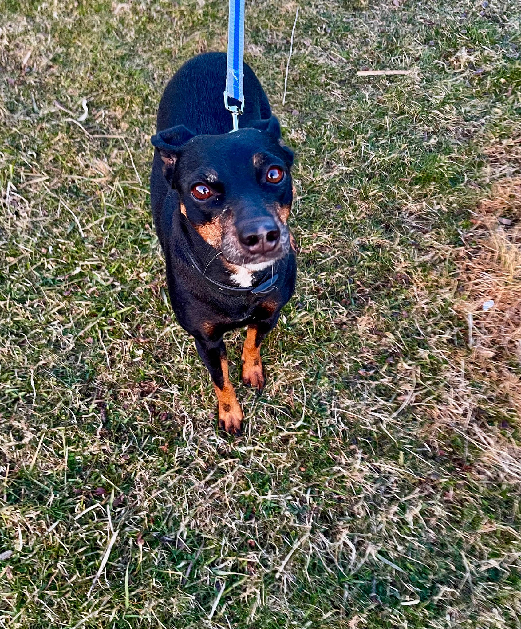 Jasmine joined the competition — help win amazing prizes! canidae, carnivore, companion_dog, dog, dog_breed, dog_supply, electric_blue, grass, guard_dog, hunting_dog, rottweiler, snout, sporting_group, toy_dog, working_animal, working_dog