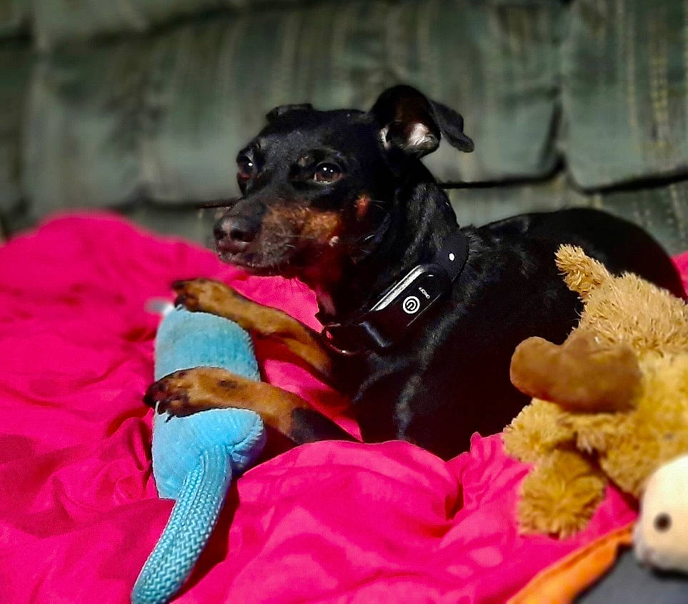 Jasmine joined the competition — help win amazing prizes! carnivore, collar, comfort, companion_dog, dog, dog_breed, dog_collar, dog_supply, fawn, fur, mammal, paw, pet_supply, pinscher, snout, sporting_group, toy, toy_dog, vertebrate, working_animal