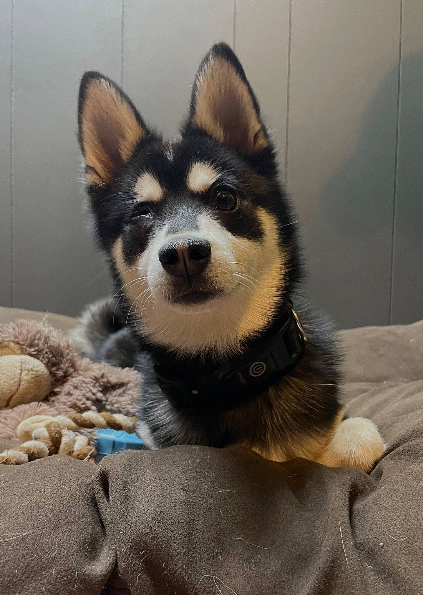 Jasper joined the competition — help win amazing prizes! canidae, carnivore, comfort, companion_dog, dog, dog_breed, door, eye, foot, fur, grey, jaw, paw, snout, sporting_group, terrestrial_animal, whiskers, wildlife, working_animal, working_dog