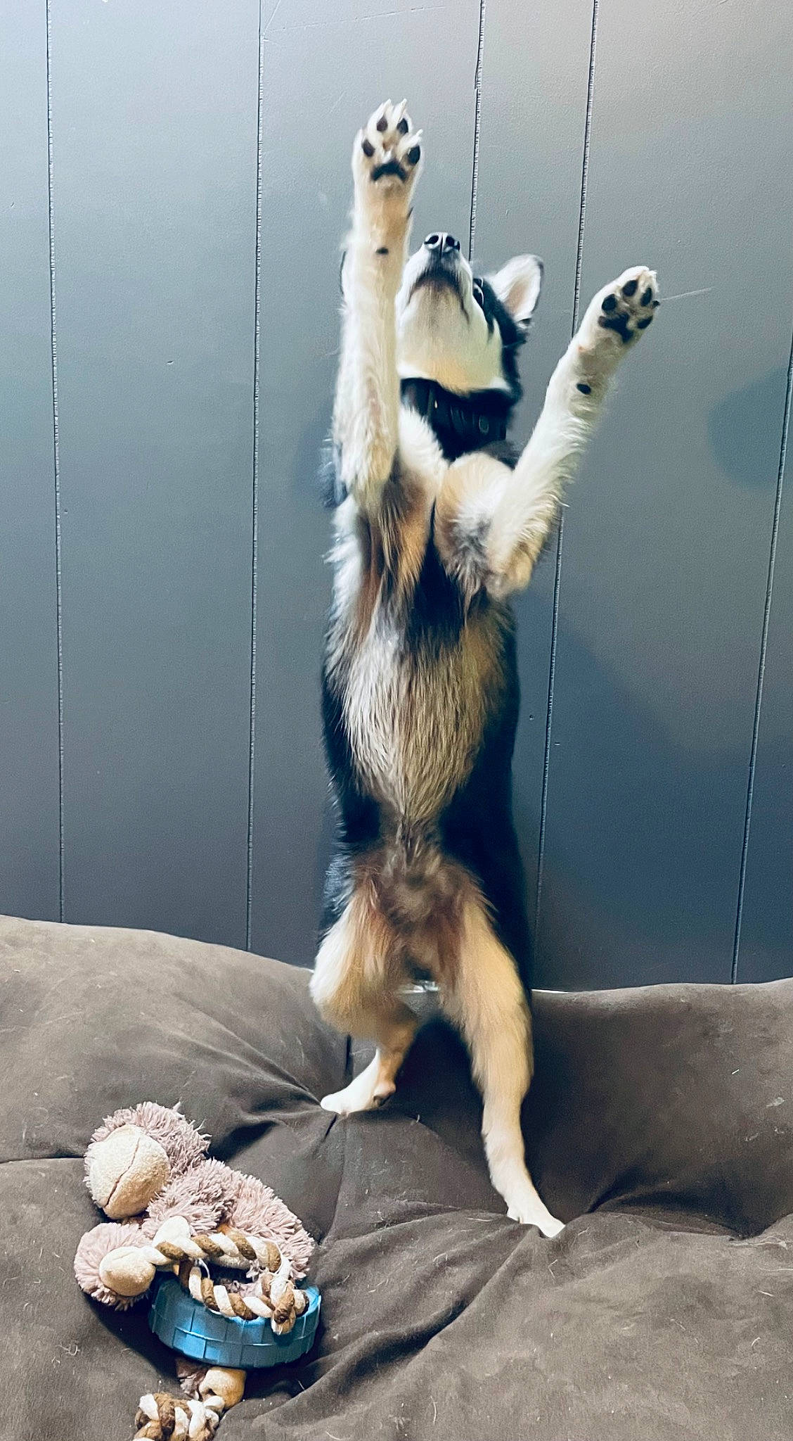 Jasper joined the competition — help win amazing prizes! animal_training, canidae, claw, comfort, companion_dog, dog_breed, felidae, fur, lemur, mammal, marsupial, meerkat, mustelidae, paw, small_to_medium_sized_cats, tail, terrestrial_animal, vertebrate, whiskers