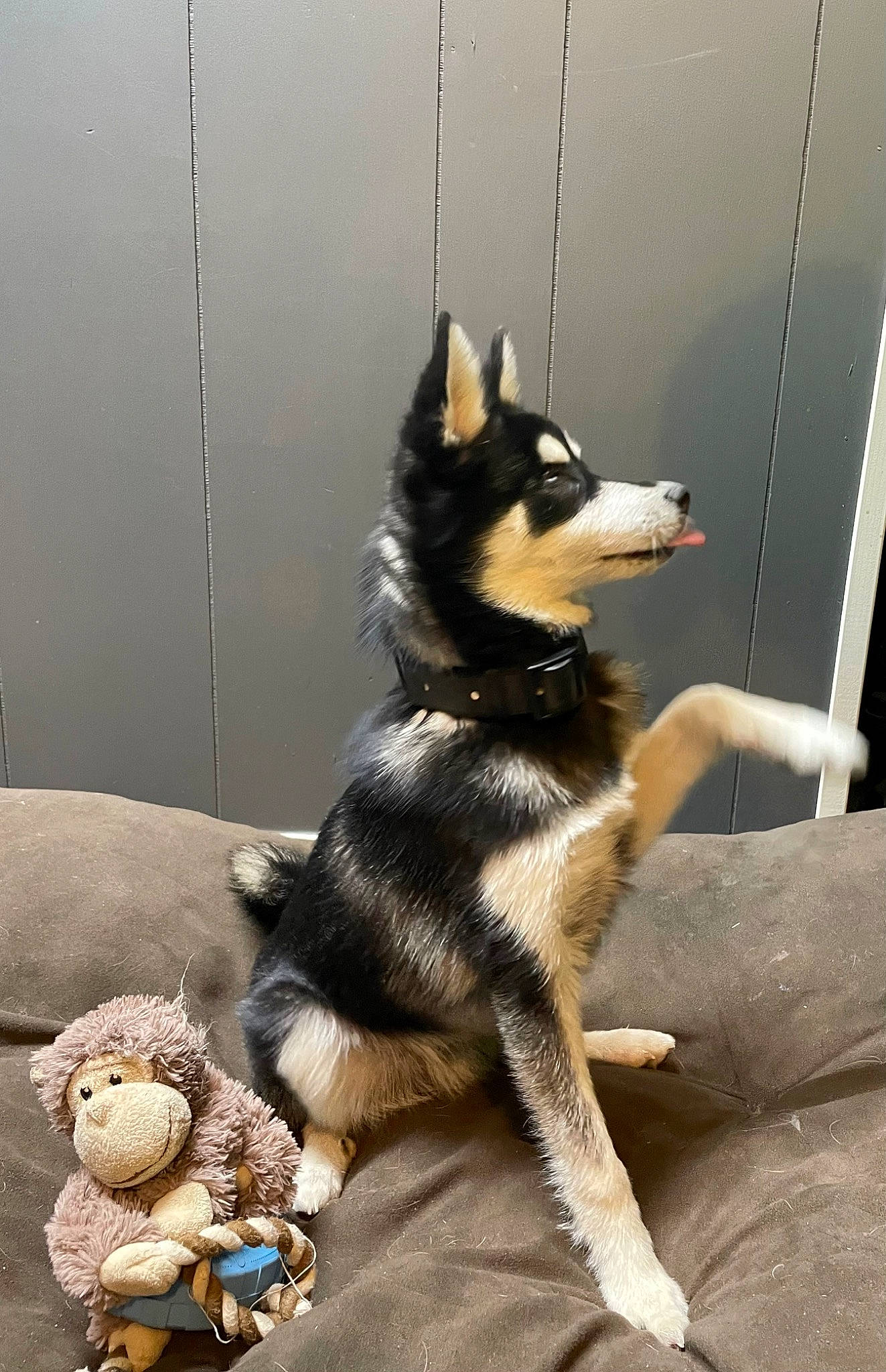 Jasper joined the competition — help win amazing prizes! canidae, carnivore, claw, comfort, companion_dog, dog, dog_breed, flooring, fur, herding_dog, mammal, paw, snout, stuffed_toy, tail, terrestrial_animal, toy, vertebrate, working_animal, working_dog