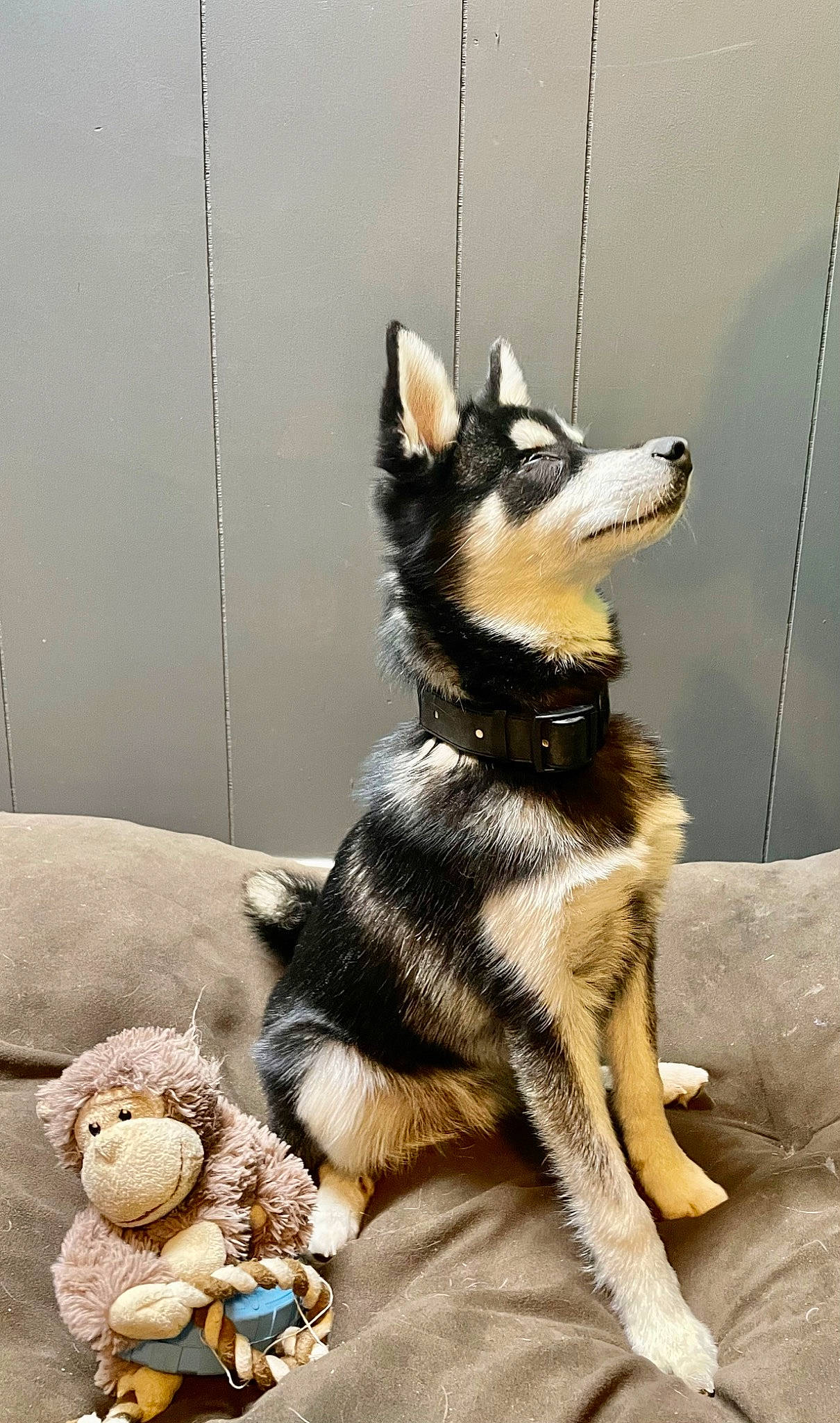 Jasper is registered to the contest to win money with this photo: canidae, carnivore, collar, comfort, companion_dog, dog, dog_breed, dog_collar, dog_supply, fashion_accessory, fawn, fur, paw, sporting_group, tail, terrestrial_animal, toy, whiskers, working_animal, working_dog