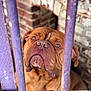 Sopra a rejoint le concours — aidez-le/la à gagner de superbes lots ! animal, bars, brick_wall, brown_dog, cage, canine, close_up, curious, dog, expressive_eyes, fence, looking_up, muzzle, outdoor, pet, portrait, purple_bars, rustic, snout, wrinkled_face