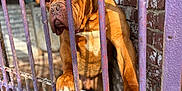 Sopra a rejoint le concours — aidez-le/la à gagner de superbes lots ! animal, bars, brick_wall, brown_dog, cage, canine, captivity, closeup, dog, expression, fence, metal, outdoor, paw, pet, portrait, rust, sad, shadow, sunlight