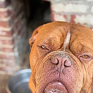 Sopra participe au concours pour gagner de l'argent avec cette photo : animal, background_blur, brick_wall, brown, canine, close_up, companion, dog, expression, eyes, face, fur, indoor, metal_bowl, muzzle, outdoor, pet, portrait, snout, wrinkles