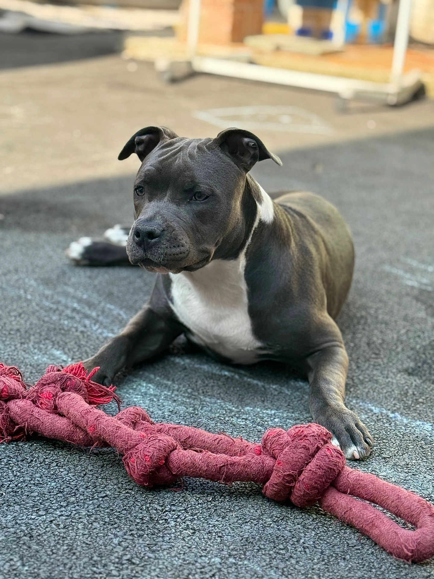 Allya a rejoint le concours — aidez-le/la à gagner de superbes lots ! alert, animal, black_and_white, canine, chewed_toy, close_up, daylight, dog, ears_up, focused, front_paws, laying_down, muscular, outdoor, pavement, pet, playful, relaxed, rope_toy, short_hair