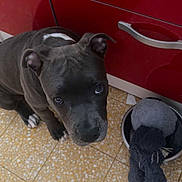Allya a rejoint le concours — aidez-le/la à gagner de superbes lots ! animal_face, bowl, cabinet_handle, canine, curious, dog, domestic_animal, ears, floor, floor_tiles, gray_dog, indoor, looking_up, pet, puppy, red_cabinet, stuffed_toy, tile_floor, whiskers, young_dog