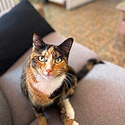 Cookie a rejoint le concours — aidez-le/la à gagner de superbes lots ! animal, blurred_background, calico_cat, cat, closeup, couch, cozy, curious, domestic_cat, fur, furniture, green_eyes, household, indoor, looking_up, paws, pet, relaxed, sitting, whiskers