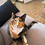 animal, blurred_background, calico_cat, cat, closeup, couch, cozy, curious, domestic_cat, fur, furniture, green_eyes, household, indoor, looking_up, paws, pet, relaxed, sitting, whiskers